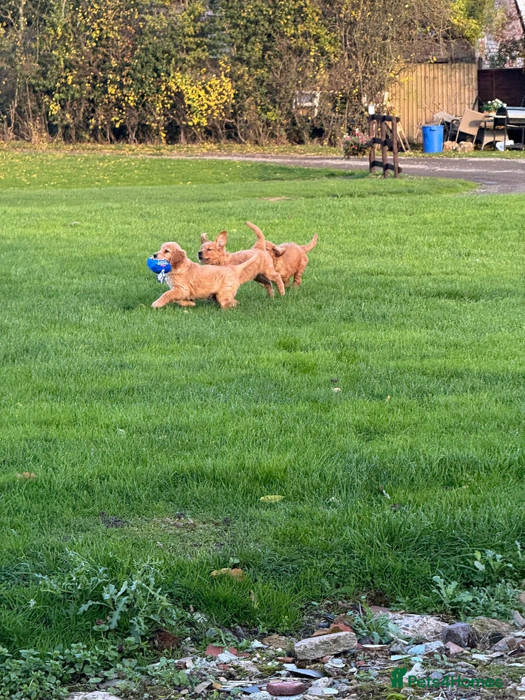 Golden Retriever dogs for sale: KC Registered Golden Retriever Puppies - Image 25