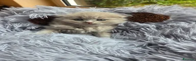 Scottish Fold Kitten 3