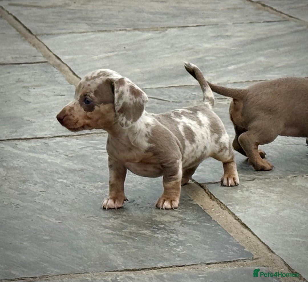 Miniature Dachshund dogs for sale: Beautiful litter of miniature dachshund puppies  - Image 10