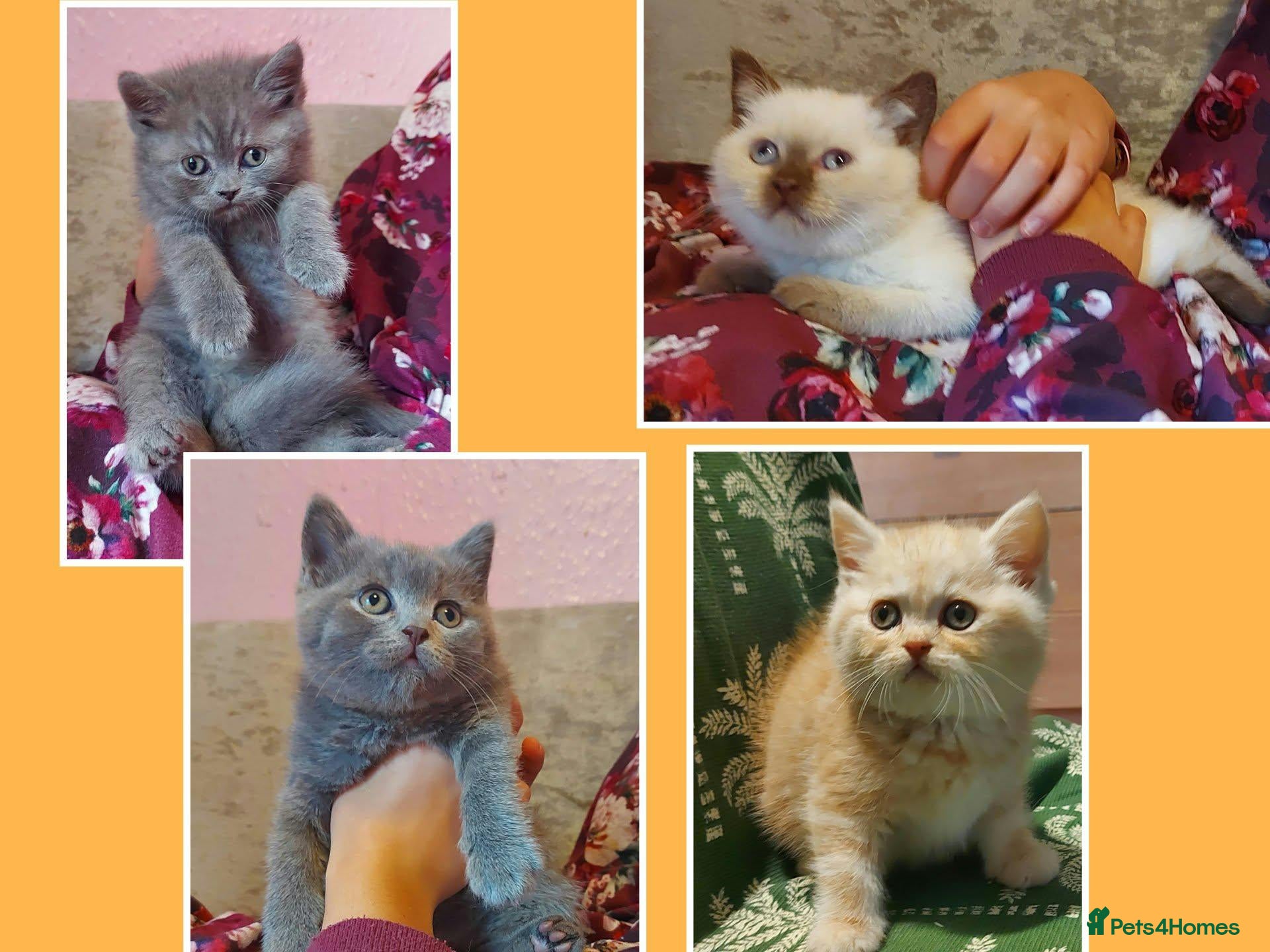 British Shorthair cats Ready now Variety of colours kittens Bradford  - Advert 9