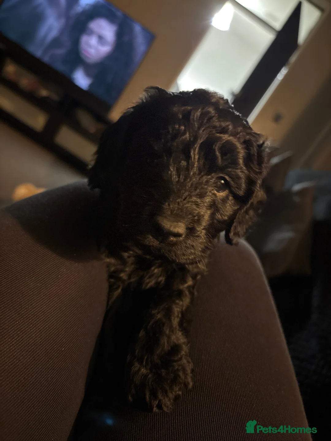 Cockapoo dogs for sale: 1 Male F1B Cockapoo looking for forever home 🐾 - Advert 17