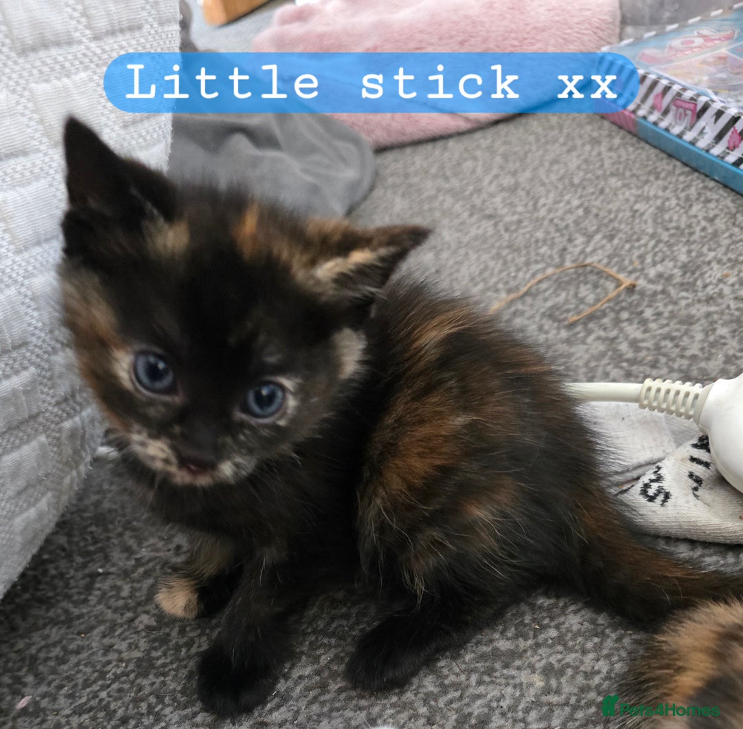 Domestic Shorthair cats for sale: Kittens for sale  - Image 6