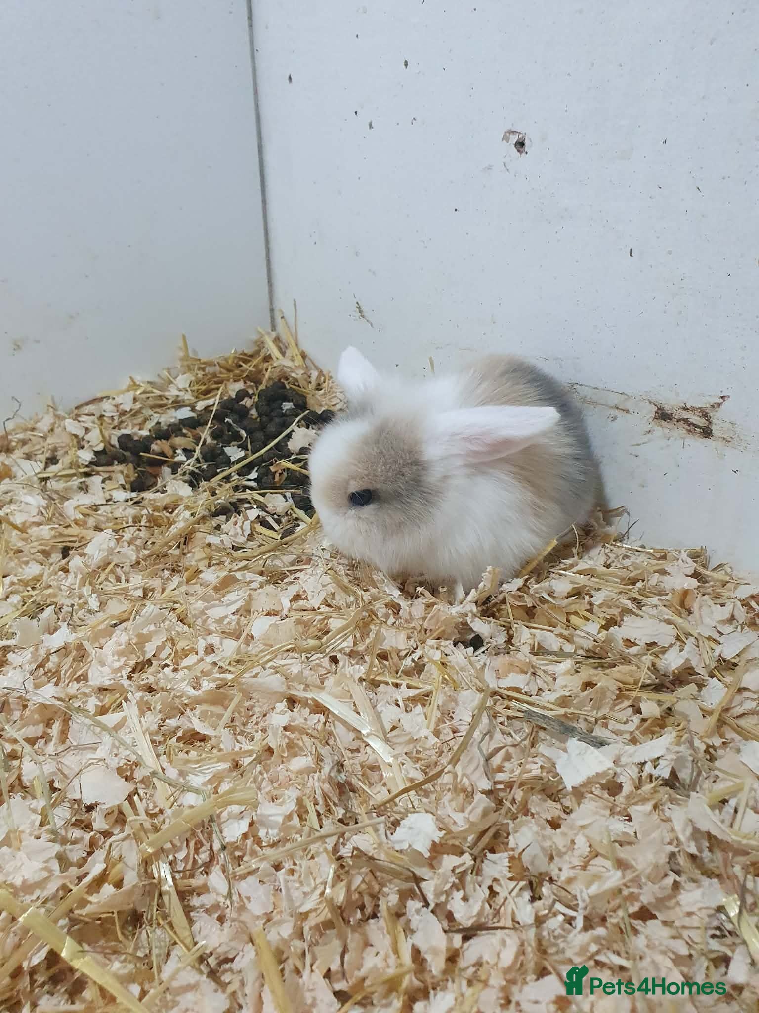 Mixed Breed rabbits Lion Lop x Vienna Lop Pet Bunnies  - Advert 2