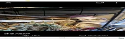 Mouse rodents for sale: 2 boy mice  - Advert 5