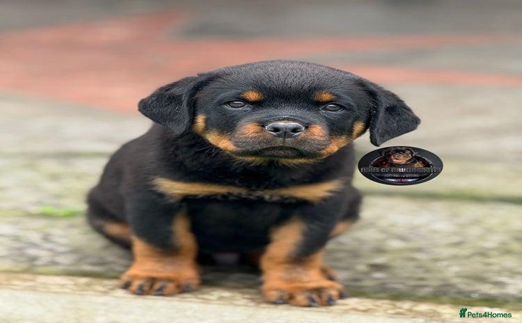 Rottweiler dogs - Advert 10