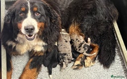 Bernese Mountain Dog dogs for sale: Stunning Chunky Bordernese Puppies - Image 36