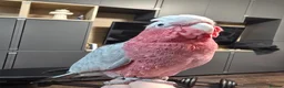 Parrots birds for sale: Galah Cockatoo Hand Reared  - Advert 14