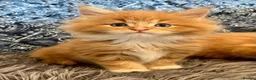 Maine Coon cats for sale: 2 Adorable Maine Coon Kittens TICA reg.  - Advert 19