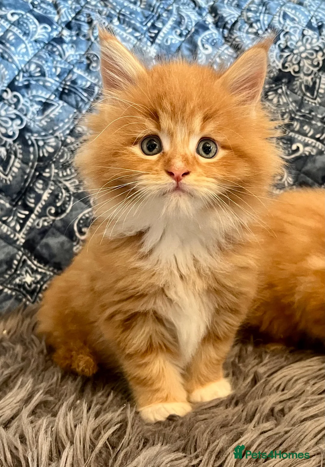 Maine Coon cats for sale: 2 Adorable Maine Coon Kittens TICA reg.  - Advert 19