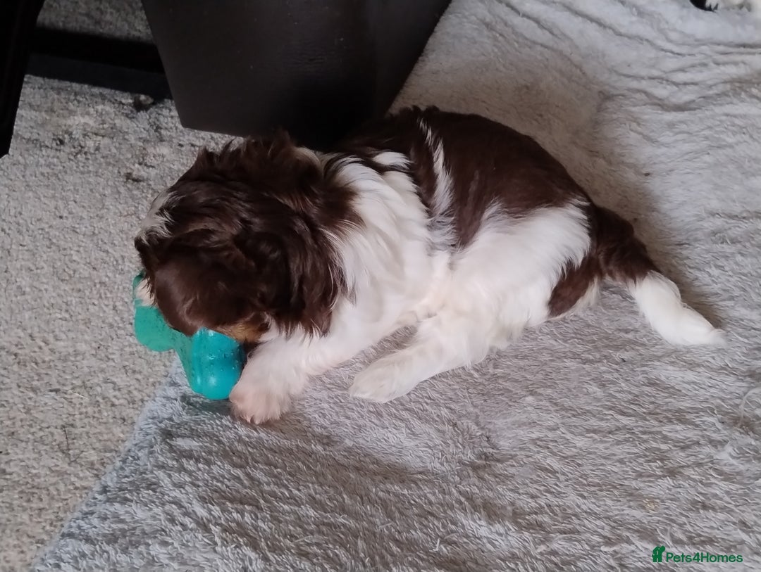 Biewer Terrier dogs for sale: 4 biewer Yorkshire terrier puppies for sale  - Advert 3