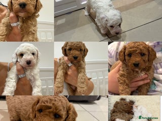 Maltipoo dogs 3 x male teddy maltipoos - Advert 9