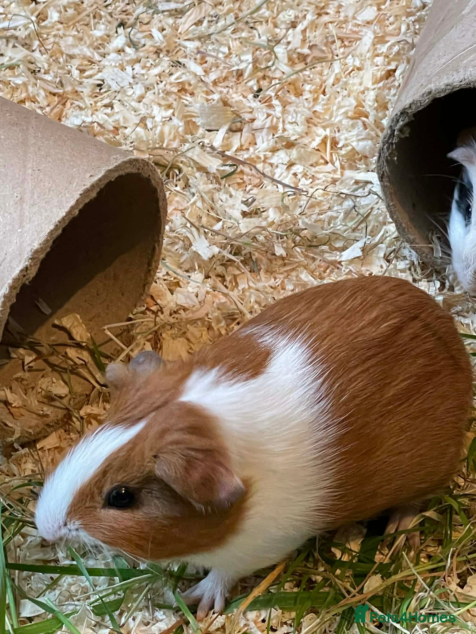 Guinea Pig rodents Baby Guinea pigs - Advert 1