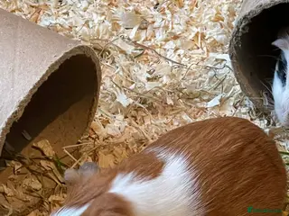 Guinea Pig rodents Baby Guinea pigs - Advert 1