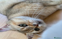 Scottish Fold cats for sale: Scottish Straight Cats  - Image 5