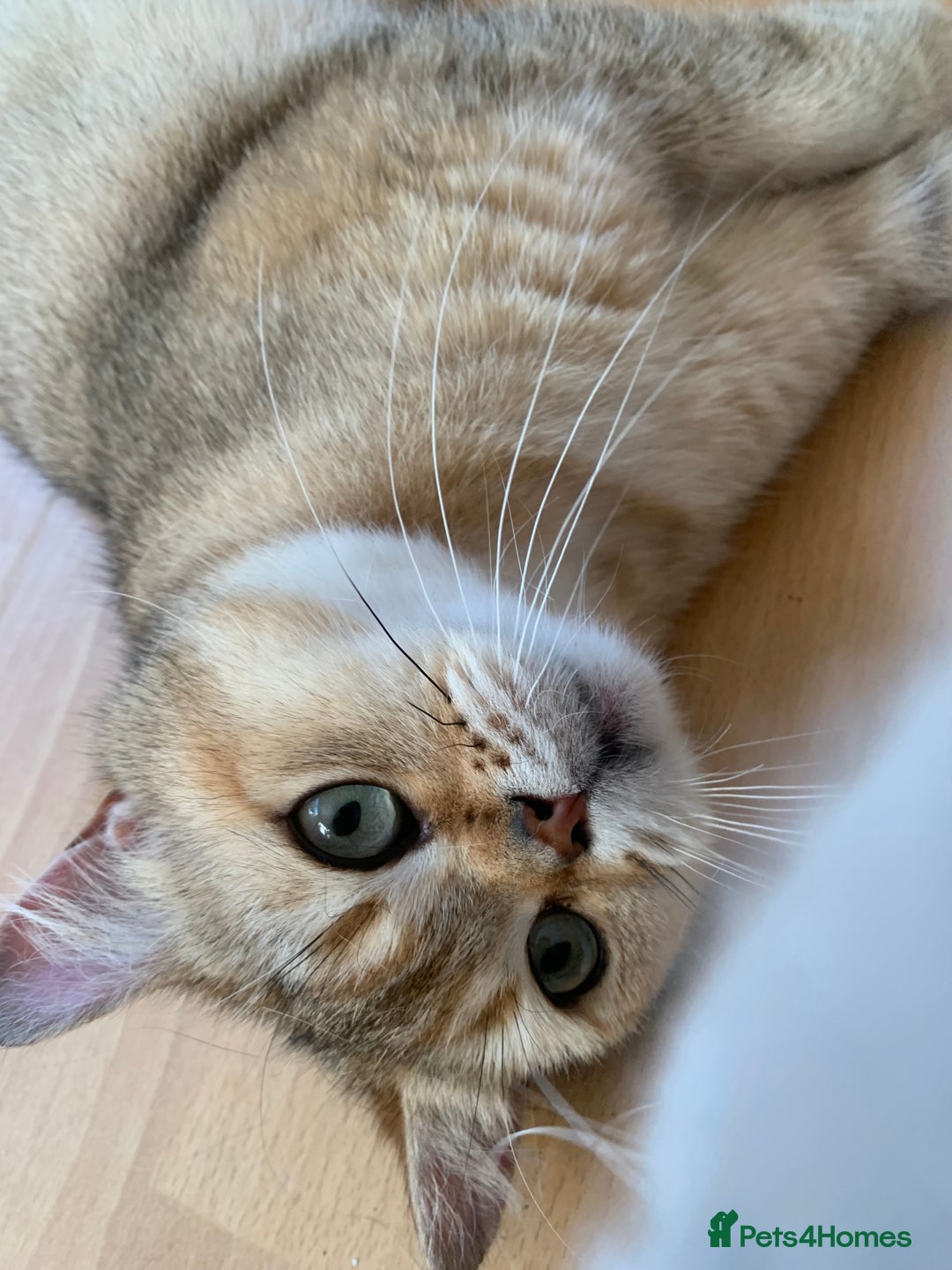 Scottish Fold cats for sale: Scottish Straight Cats  - Image 5