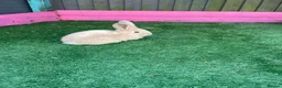 Continental Giant rabbits for sale: Giant continental babies  - Advert 4