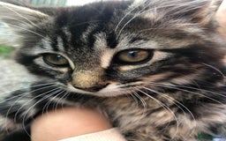 Mixed Breed cats for sale: Beautiful kittens  - Image 9
