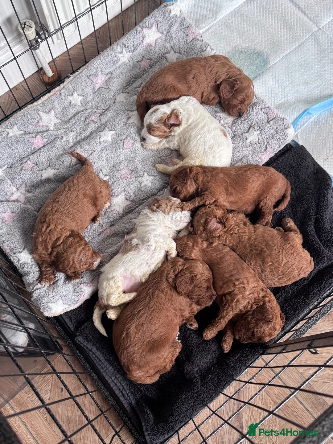 Cavapoo dogs for sale: F2 Cavapoo Puppies  in York - Advert 2