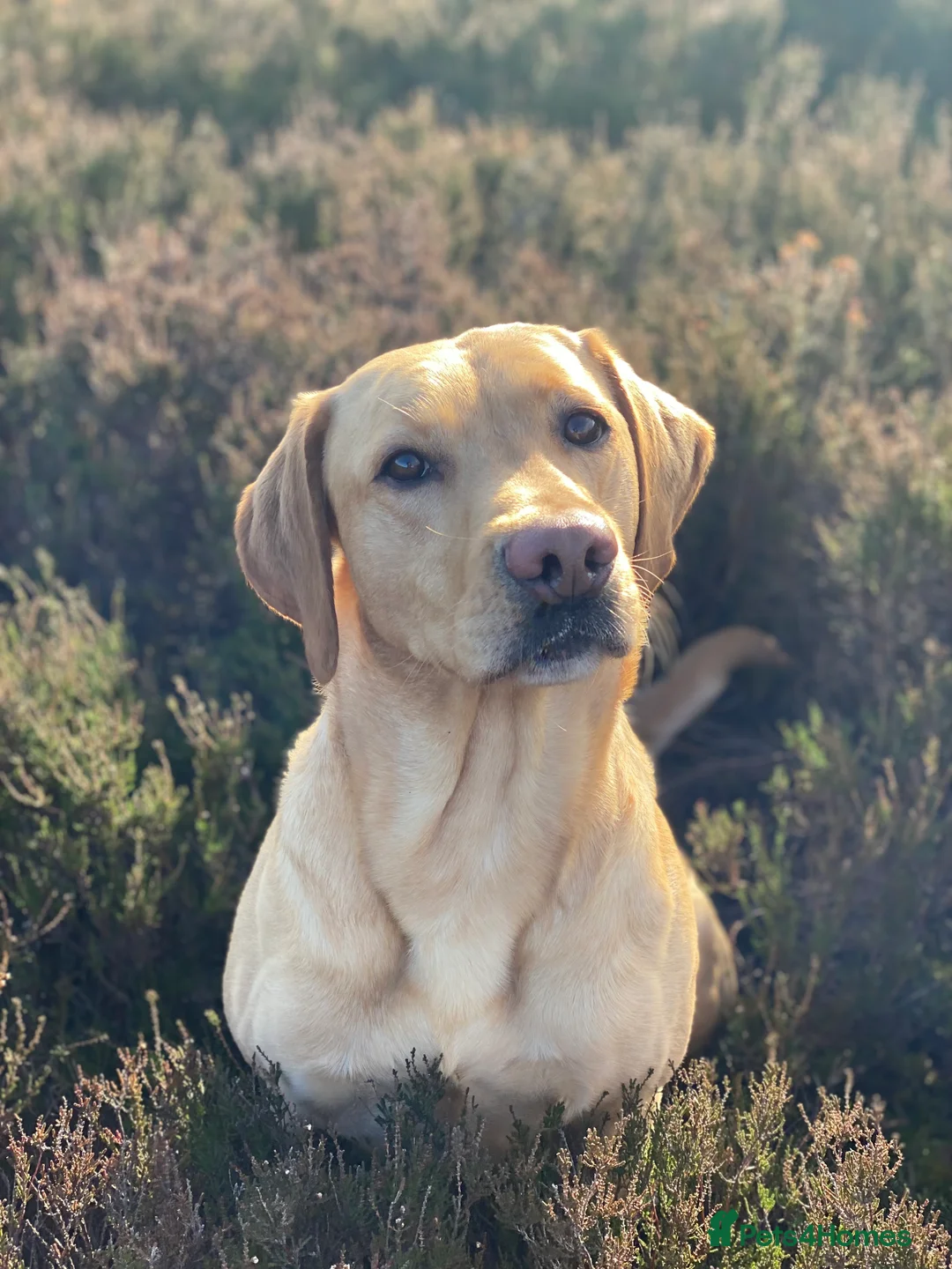 Labrador Retriever dogs for stud: WORKING LABRADOR STUD DOG - Advert 3