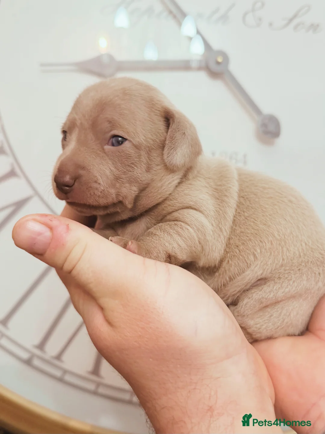 Chiweenie dogs for sale: 3 beautiful baby Chiweenie girls ready early March - Advert 6