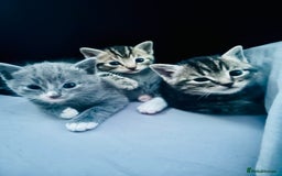 Mixed Breed cats for sale: X3 Gorgeous Kittens. GREY GONE!  - Image 8