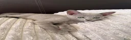 Russian Blue cats for sale: TICA Registered Russian Blue Kittens - Advert 16