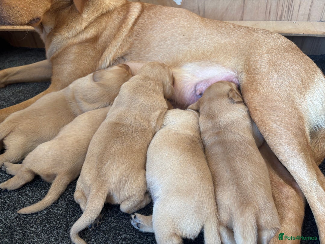 Labrador Retriever dogs for sale: Labrador puppy’s  - Advert 4