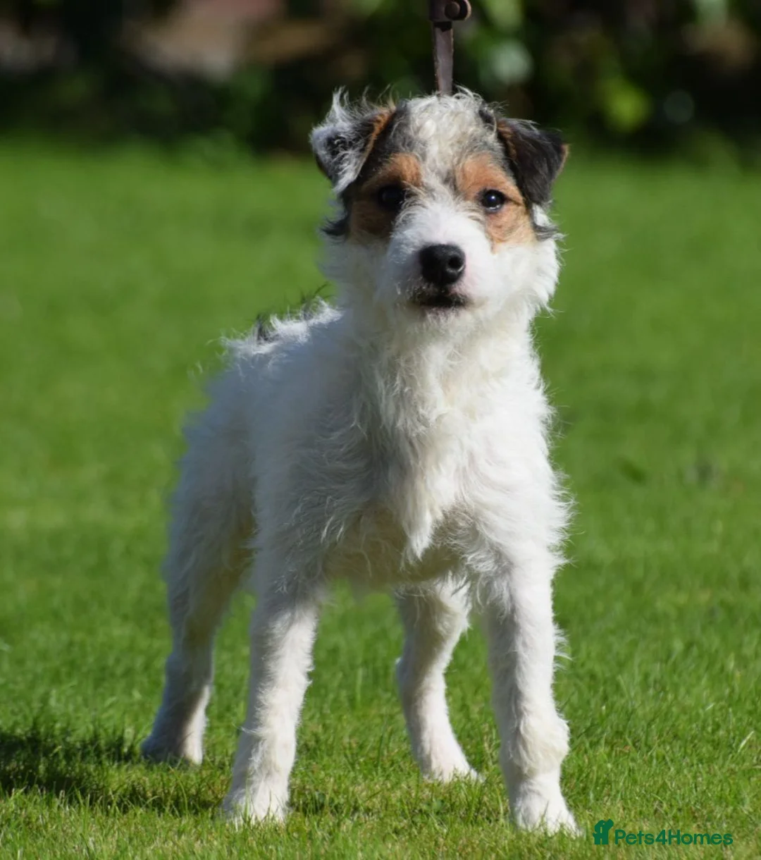 Patterjack dogs for sale: 5 star rated, licensed & Registered professionals - Advert 3