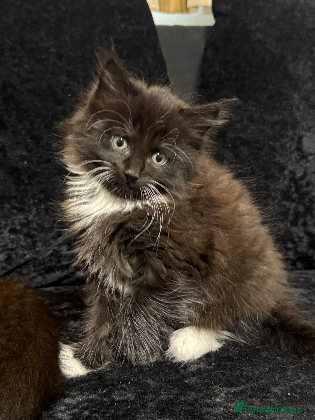 Maine Coon cats for sale: Half Mainecoon and Half British Shorthair  - Advert 24