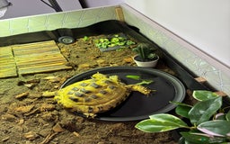 Tortoise reptiles for sale: Horsefield tortoise - Image 2