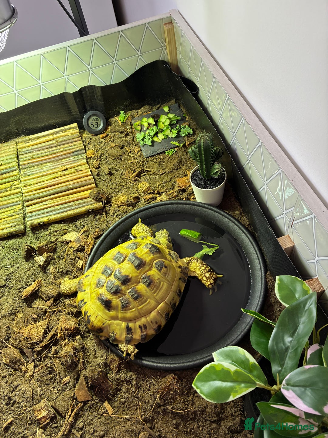 Tortoise reptiles for sale: Horsefield tortoise - Image 2