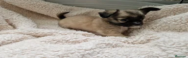 Chihuahua 2
