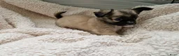 Chihuahua dogs for sale: Chihuahua puppy's  - Advert 40