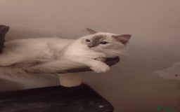 Ragdoll cats for sale: Lilac point female ragdoll - Image 5