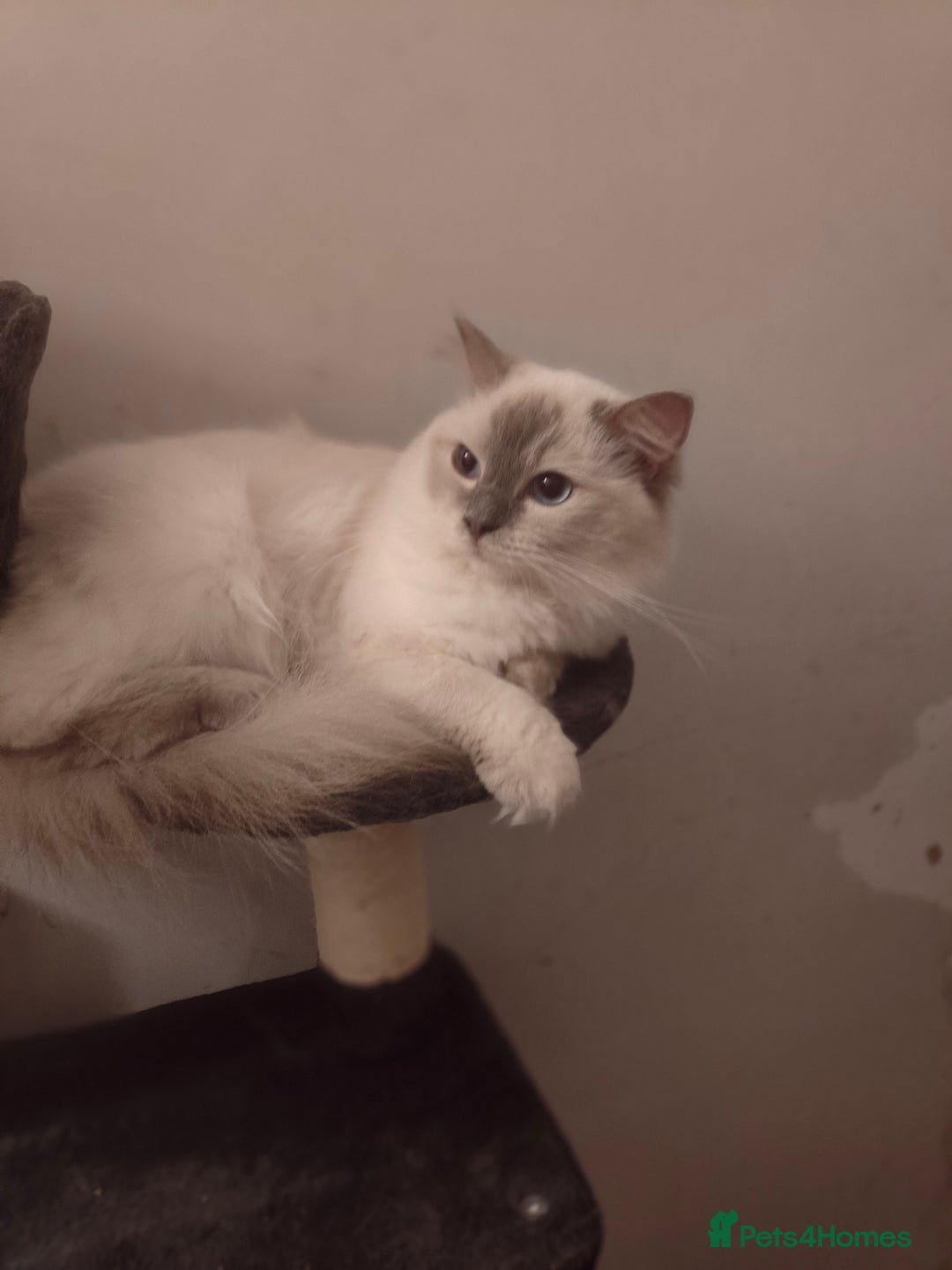 Ragdoll cats for sale: Lilac point female ragdoll - Image 5