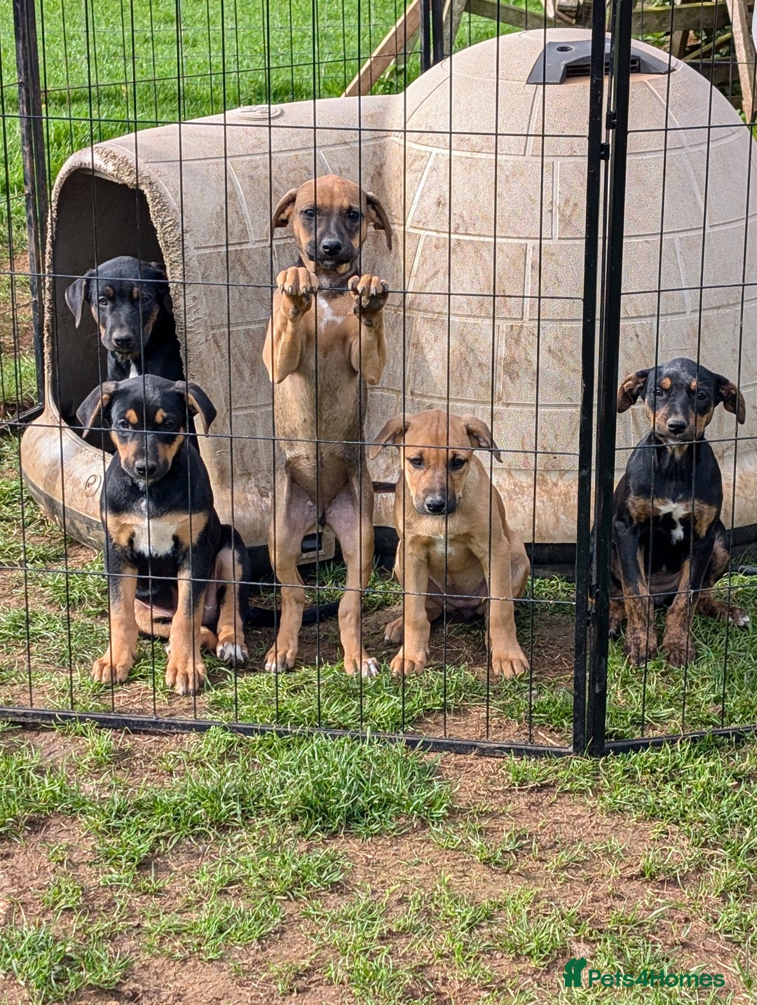 Mixed Breed dogs for sale: Huntaway x Lurcher puppies  - Image 1