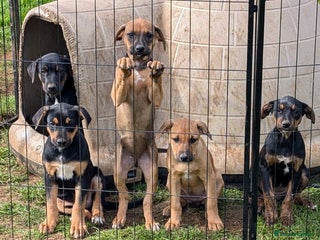 Mixed Breed dogs - Advert 8