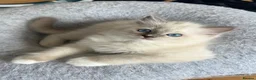 Ragdoll cats for sale: Beautiful Ragdoll Pedigree kittens - LAST BOY LEFT - Advert 12