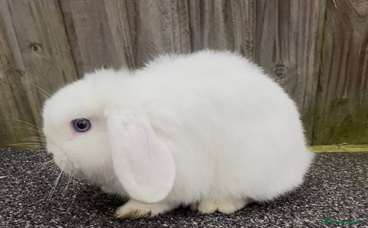 Mini Lop rabbits - Advert 18