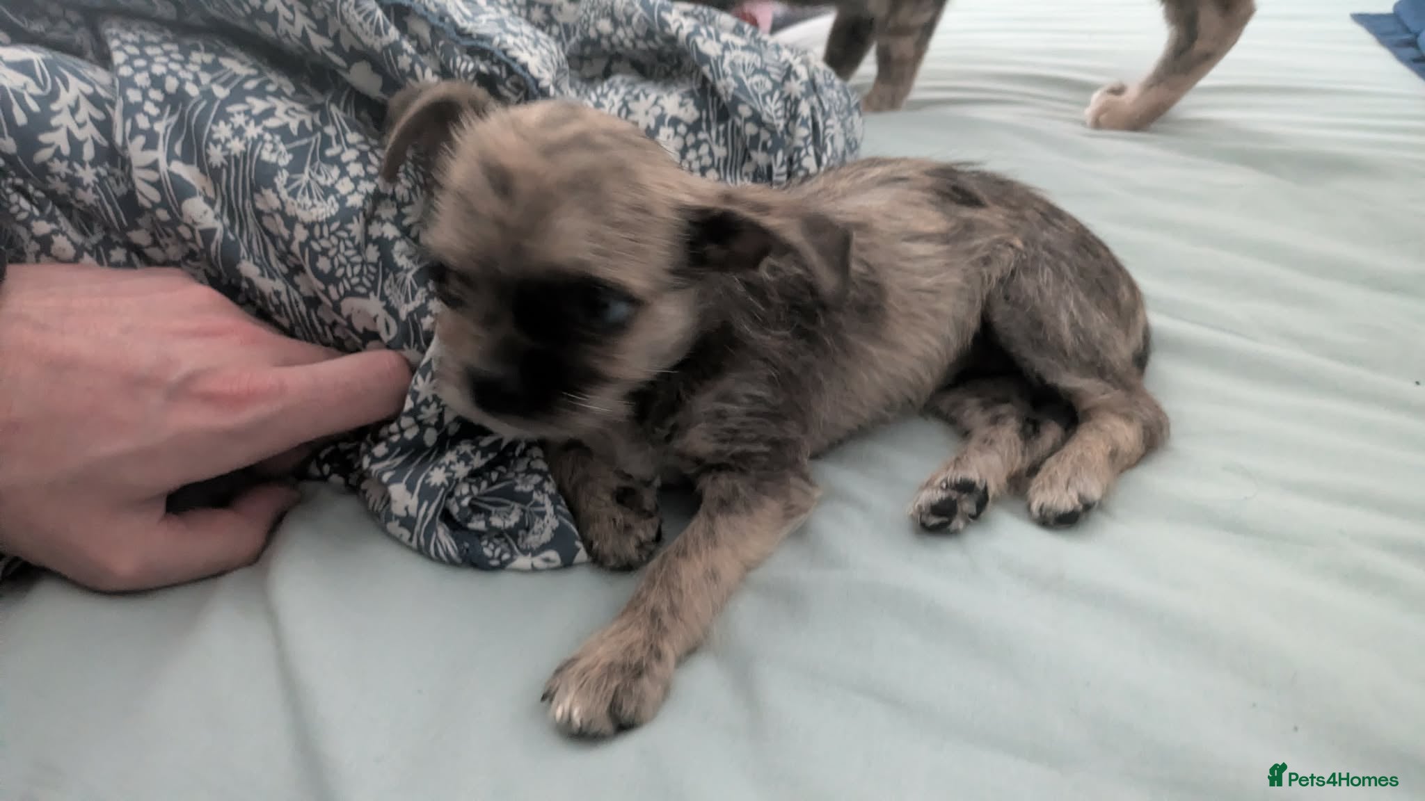 Shorkie dogs for sale: Puppy for sale - Advert 5
