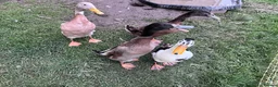 Ducks poultry for sale: Indian Runner Ducks - Advert 2