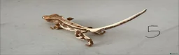 Gecko reptiles for sale:  Lilly white Crested gecko babies - Advert 20