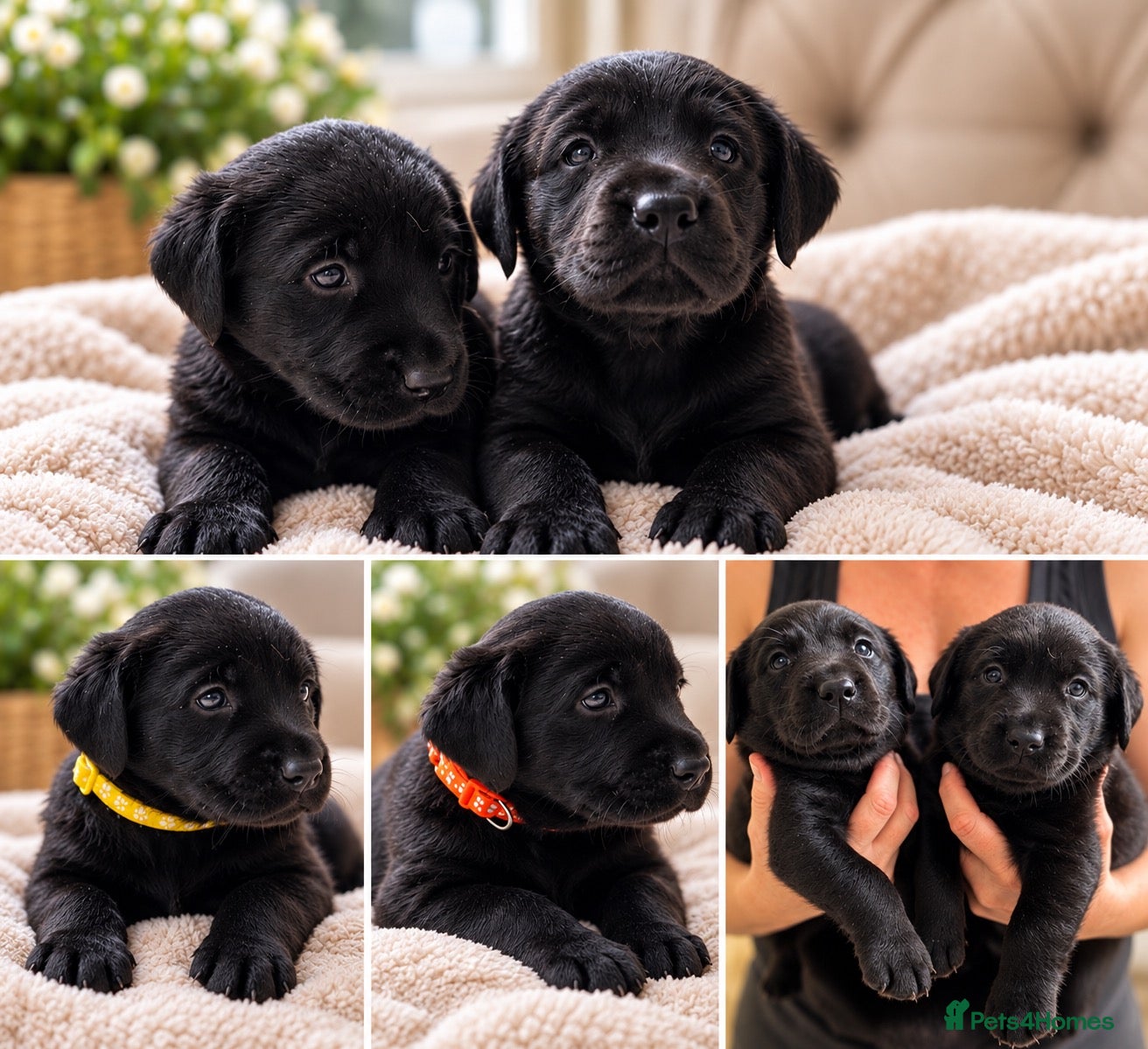 Labrador Retriever dogs  Boys Remaining – Drakeshead Bloodlines - Advert 2