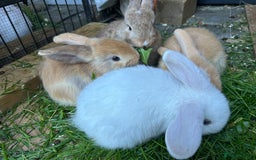 Dwarf Lop rabbits for sale: Baby bunnies looking for forever homes - Image 8