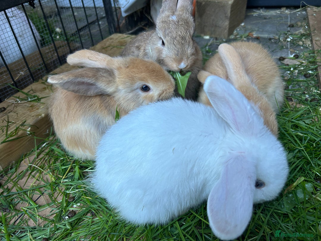 Dwarf Lop rabbits for sale: Baby bunnies looking for forever homes - Image 8
