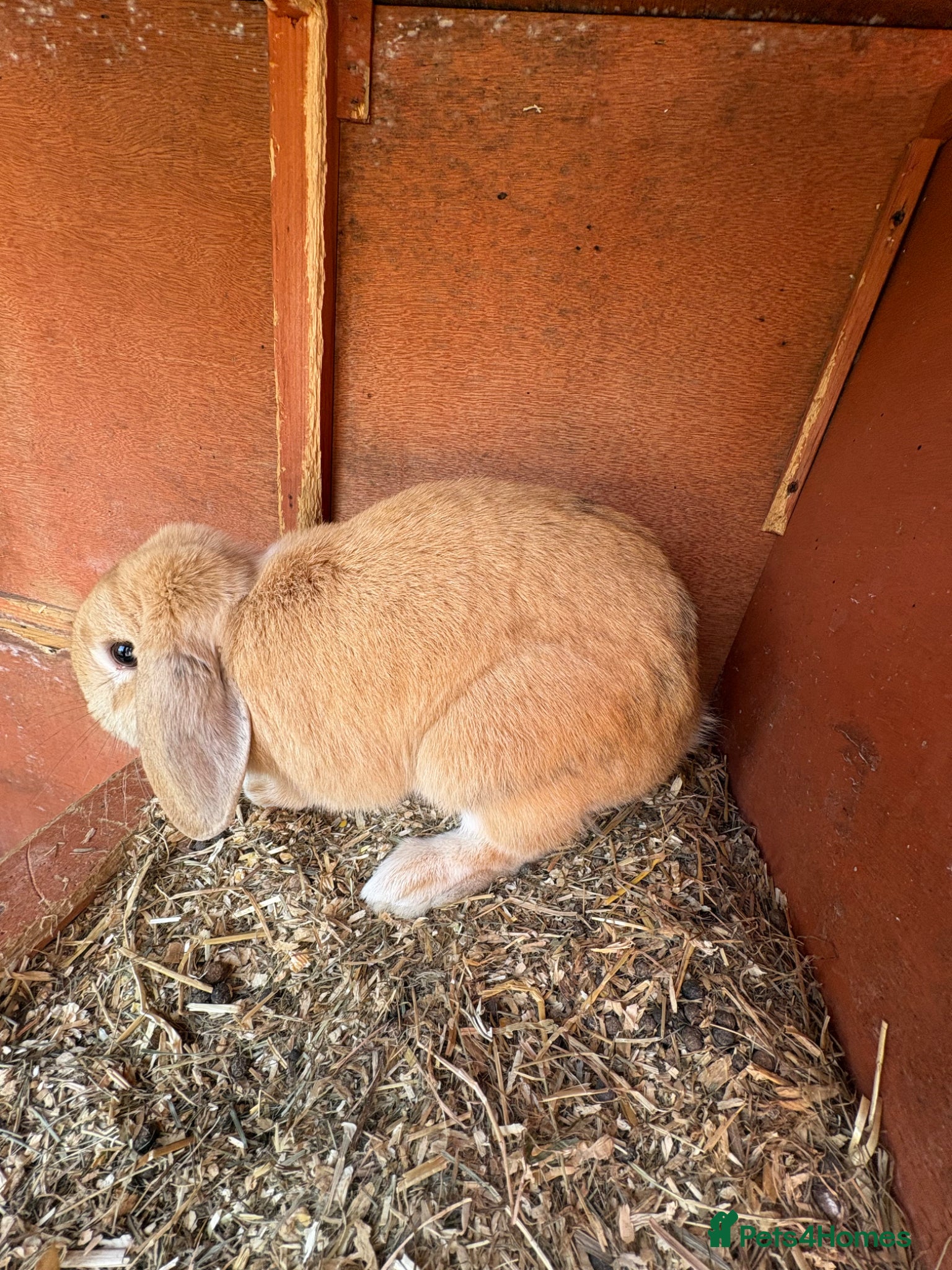 English rabbits Female rabbit  - Advert 13