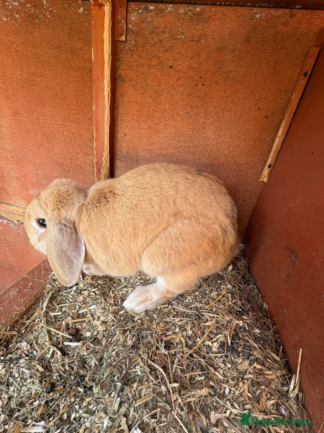 English rabbits for sale: Female rabbit  - Advert 1