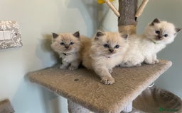 Ragdoll cats for sale: Blue and Pure Blue Mitted Ragdoll Kittens - Image 4