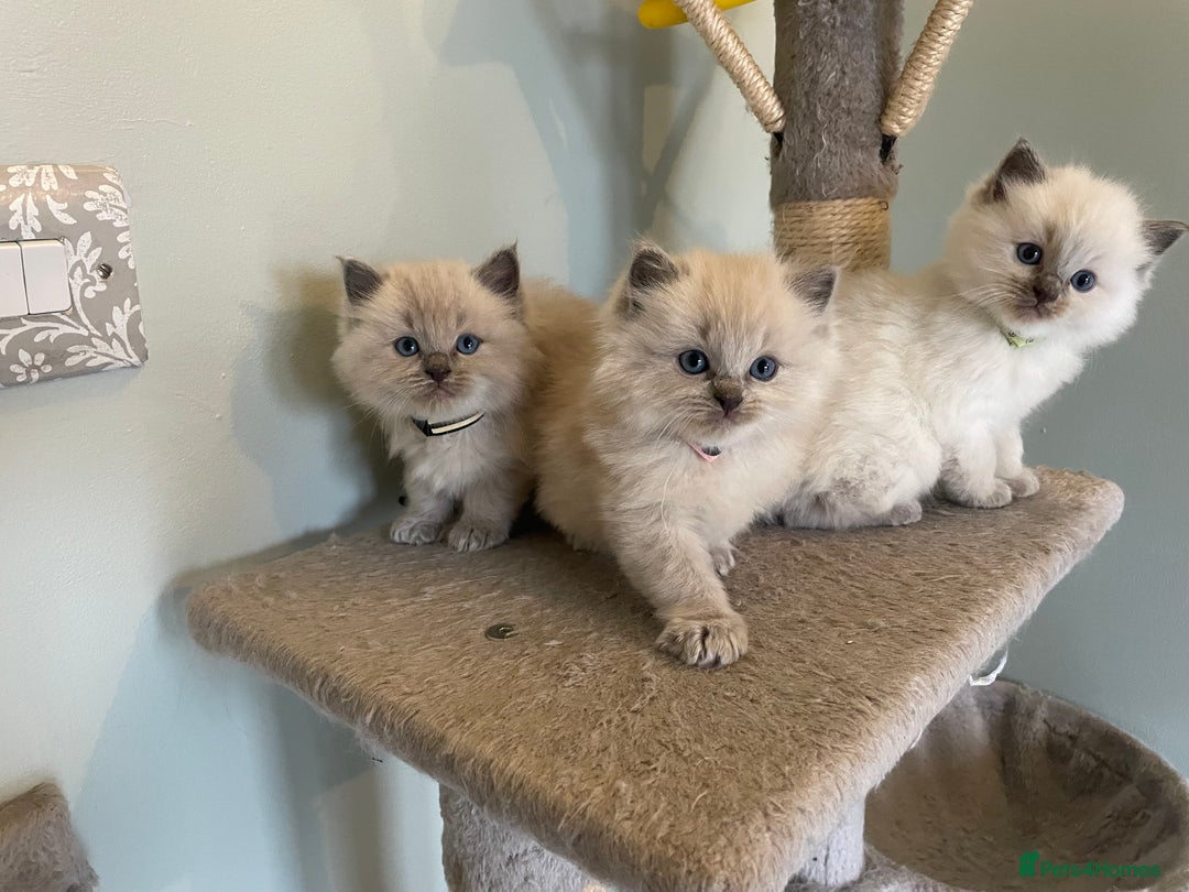Ragdoll cats for sale: Blue and Pure Blue Mitted Ragdoll Kittens - Image 4