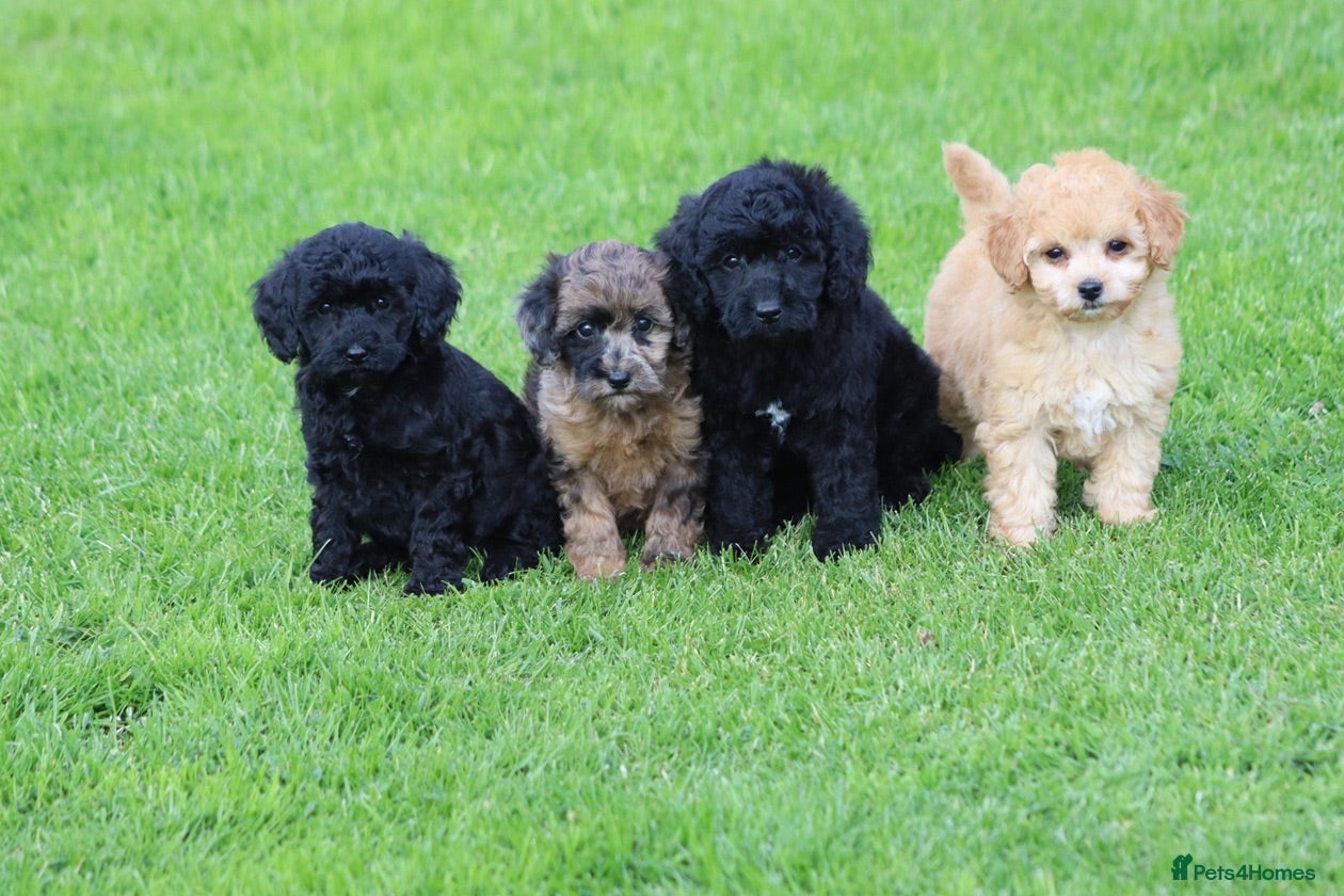Cavapoo dogs Beautiful Cavapoo puppies for sale - Advert 1